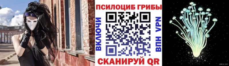 Купить закладки  Злынка  Псилоцибиновые грибы Psilocybe 